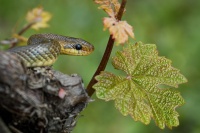 Uzovka stromova - Zamenis longissimus - Aesculapian Snake 6899